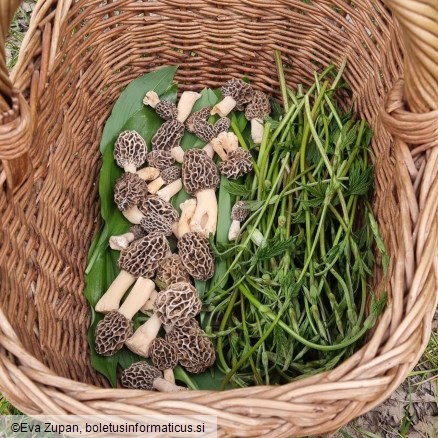 Morchella americana