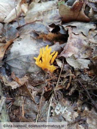 Calocera viscosa