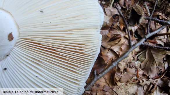 Amanita strobiliformis