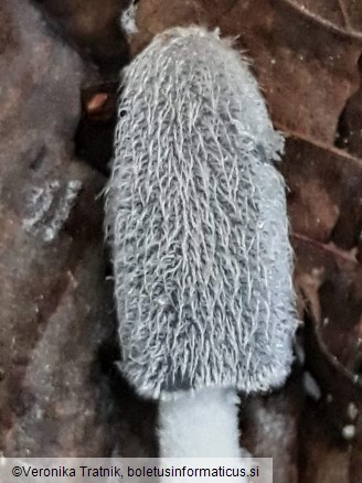 Coprinopsis lagopus