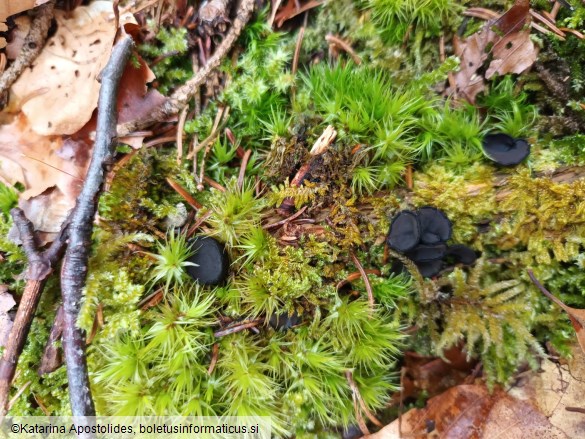 Pseudoplectania nigrella