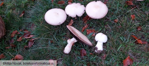 Agaricus urinascens