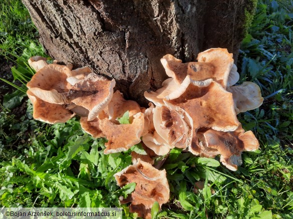 Armillaria mellea