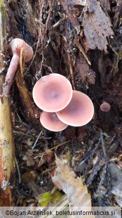 Lactarius subdulcis