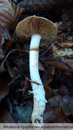 Cortinarius