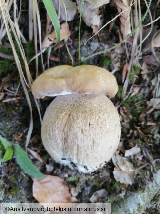 Agaricus arvensis