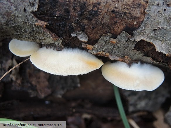 Crepidotus carpaticus