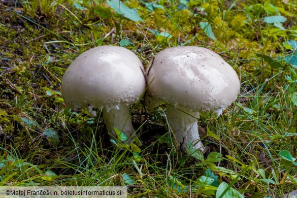 Amanita strobiliformis