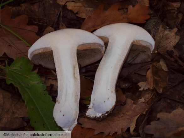 Cortinarius largus