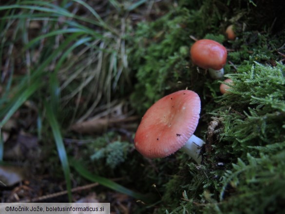 Russula silvestris