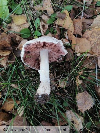 Agaricus campestris