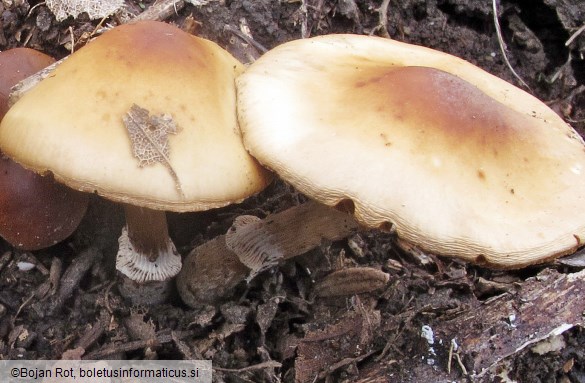 Conocybe aporos