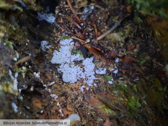 Ceratiomyxa fruticulosa