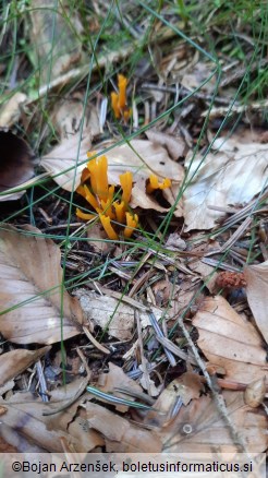 Calocera viscosa