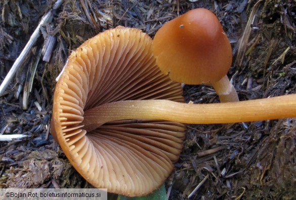 Conocybe macrospora