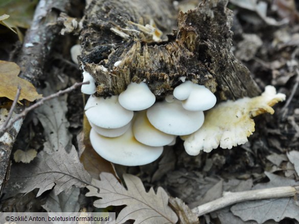 Crepidotus macedonicus