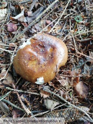 Russula mustelina
