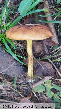 Cortinarius croceus