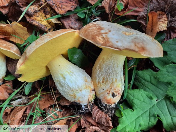 Hemileccinum impolitum