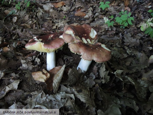 Russula romellii