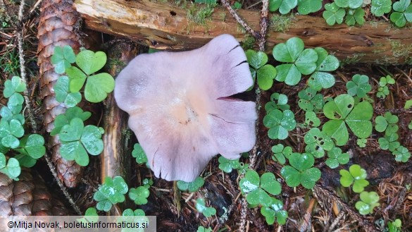 Cortinarius traganus