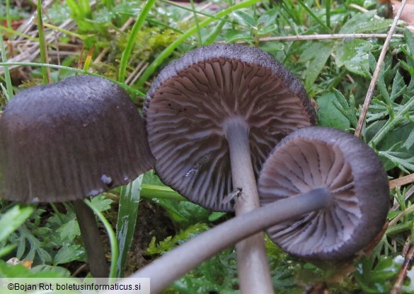 Entoloma serrulatum