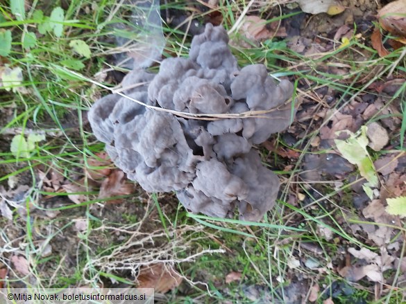 Helvella lacunosa
