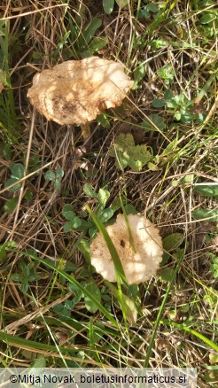 Marasmius oreades