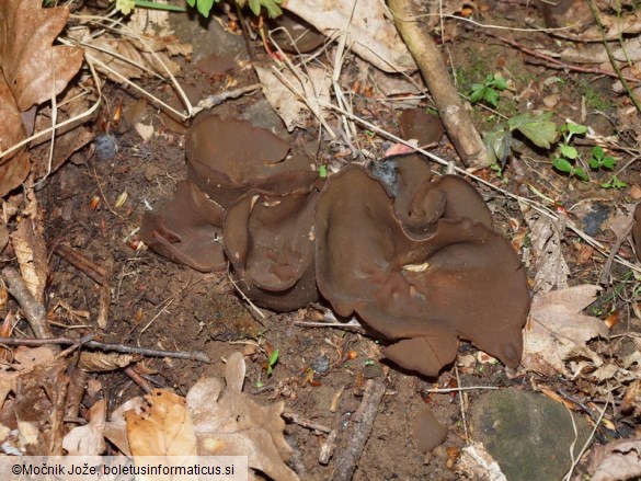 Daleomyces badioides