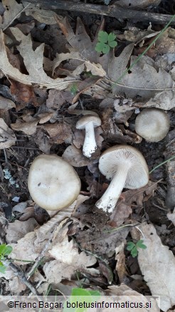 Entoloma clypeatum