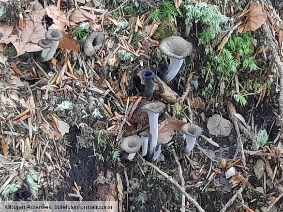 Craterellus cornucopioides