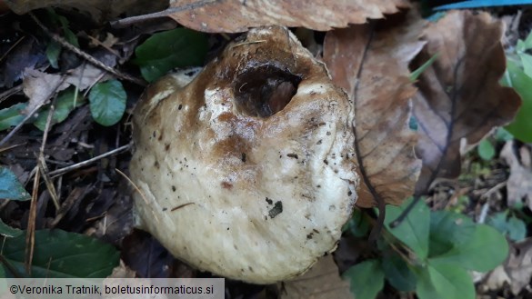 Suillus viscidus