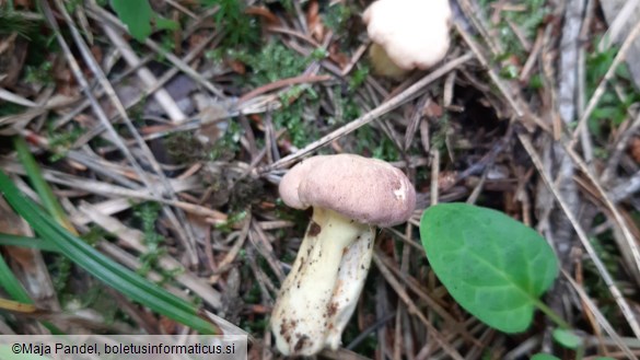 Cantharellus amethysteus