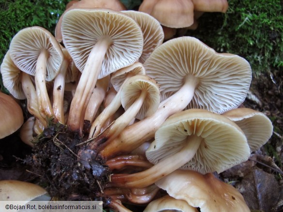 Gymnopus fusipes