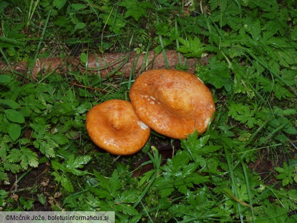 Lactarius zonarioides