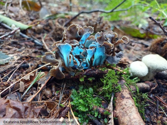 Craterellus undulatus