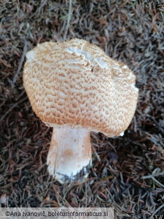 Agaricus augustus