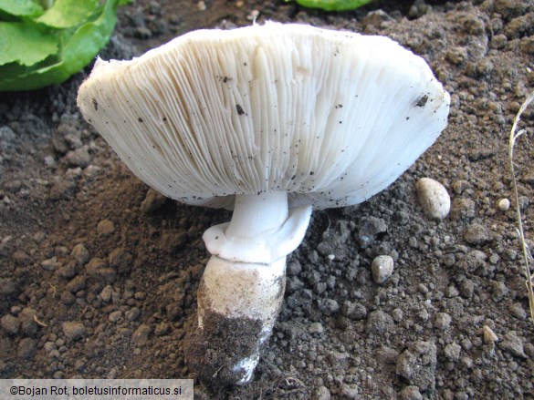 Leucoagaricus cretaceus