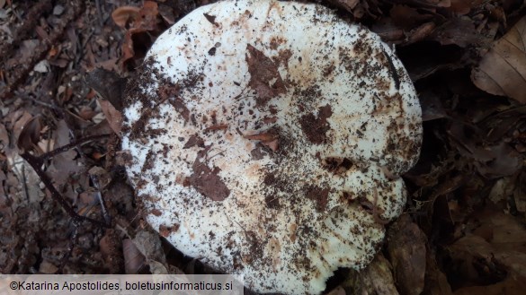 Russula delica