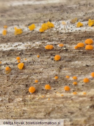 Mycocalicium subtile