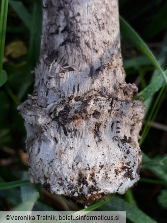 Amanita ceciliae