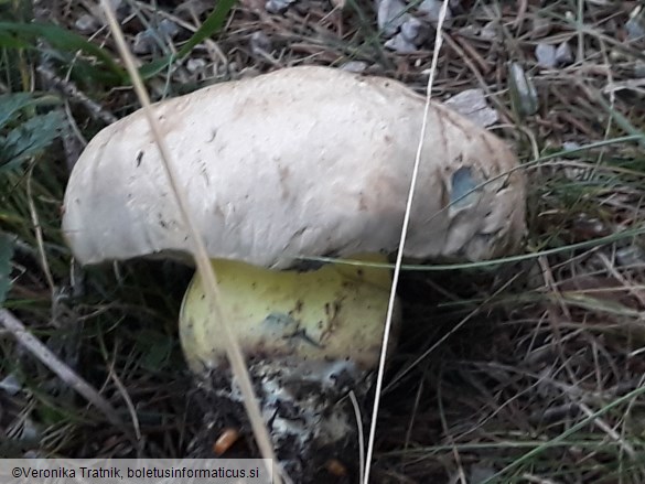 Boletus radicans