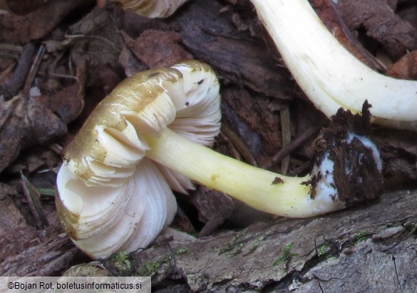 Pluteus romellii