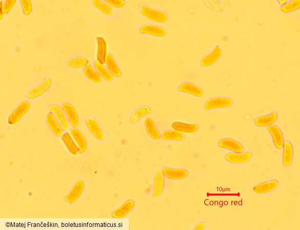 Xylodon radula