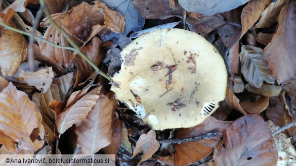 Russula ochroleuca