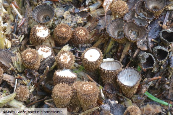 Cyathus striatus