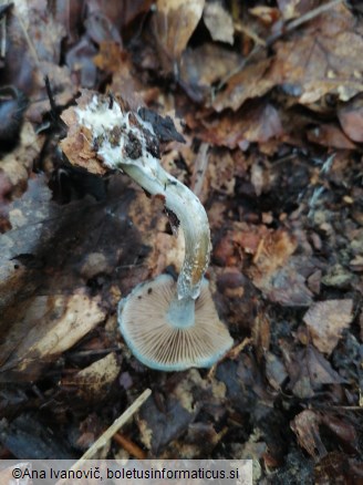 Stropharia caerulea