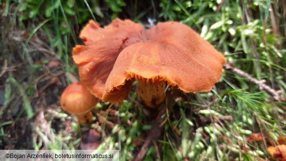 Cortinarius limonius