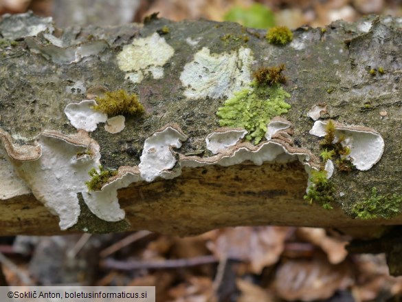 Laxitextum bicolor