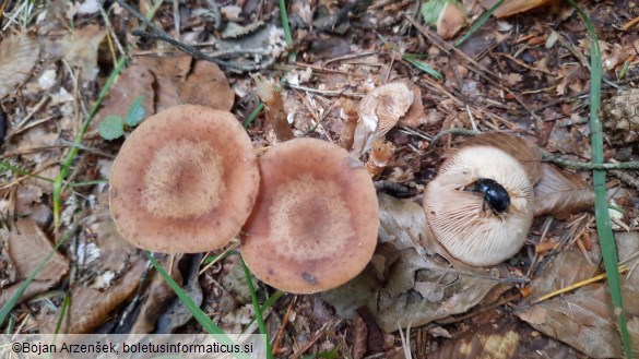 Armillaria ostoyae